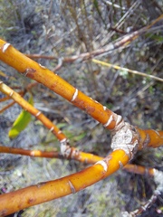 Leucadendron gandogeri