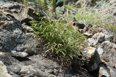 Asplenium septentrionale caucasicum