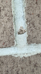 Protodeltote muscosula