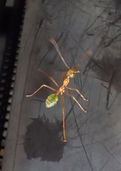 Oecophylla smaragdina