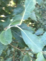Salix cinerea