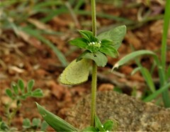 Eurema brigitta