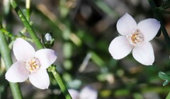 Cyanothamnus coerulescens