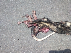Didelphis pernigra