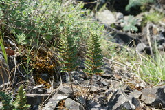 Paragymnopteris marantae