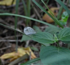 Leptosia nina