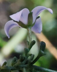 Cyanothamnus coerulescens