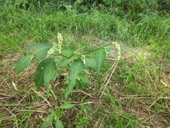 Persicaria lapathifolia