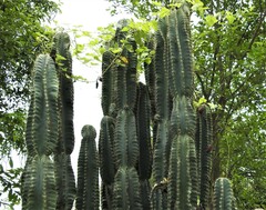 Cereus hexagonus