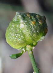 Cyanothamnus coerulescens