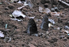 Euploea sylvester