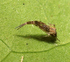 Uloborus