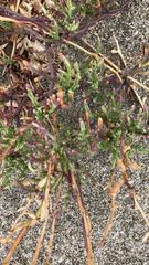 Cakile maritima