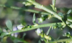 Cyanothamnus coerulescens