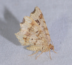 Macaria aemulataria