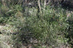Cyanothamnus coerulescens