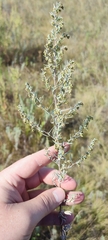 Artemisia dracunculus glauca