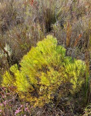Leucadendron salignum