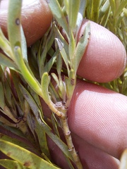 Leucadendron salignum