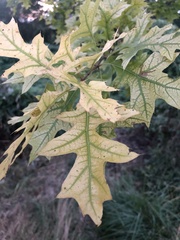 Quercus palustris