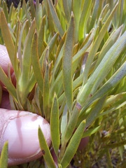 Leucadendron salignum