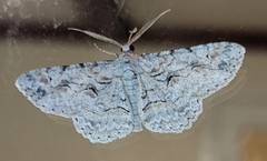 Iridopsis defectaria