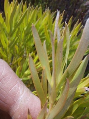 Leucadendron salignum