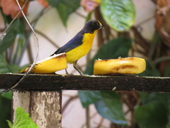 Euphonia violacea