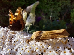 Noctua fimbriata
