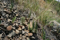 Paragymnopteris marantae