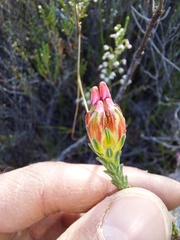 Erica ampullacea