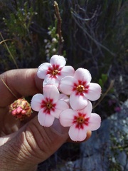 Erica ampullacea