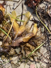 Fucus serratus
