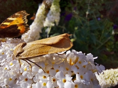 Noctua fimbriata