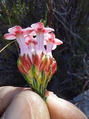 Erica ampullacea