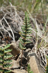 Paragymnopteris marantae