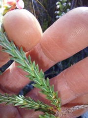 Erica ampullacea