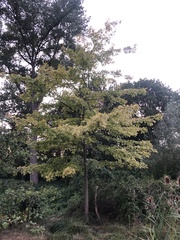 Quercus palustris