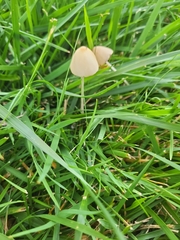Conocybe apala