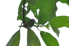 Conirostrum speciosum