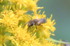 Halictus