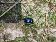 Trypocopris vernalis
