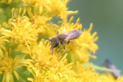 Halictus