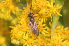 Halictus