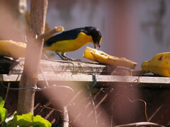 Euphonia violacea