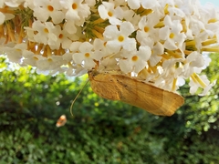 Noctua fimbriata