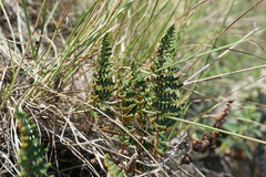 Paragymnopteris marantae