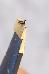 Dermacentor reticulatus