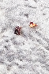 Dermacentor reticulatus