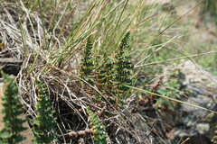 Paragymnopteris marantae